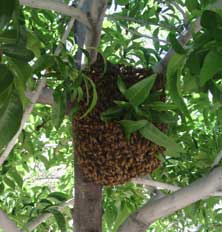 No Kill Bee Removal