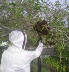 Las Vegas Bee Removal Las Vegas Bee Removal