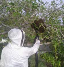 Las Vegas Bee Removal