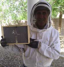 Removing Hives From Your Home