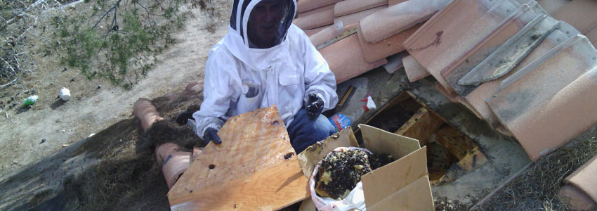 Attic Bee Removal